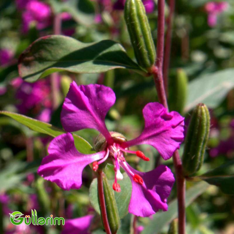 Klarkiya (Clarkia unguiculata)