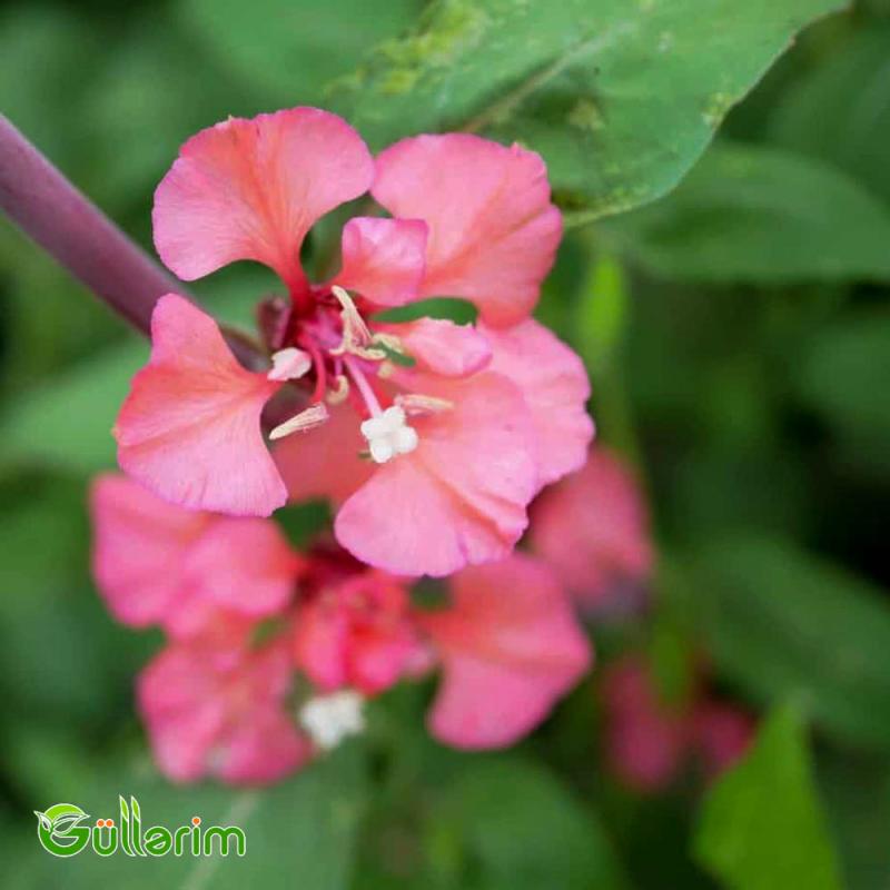 Klarkiya (Clarkia unguiculata)