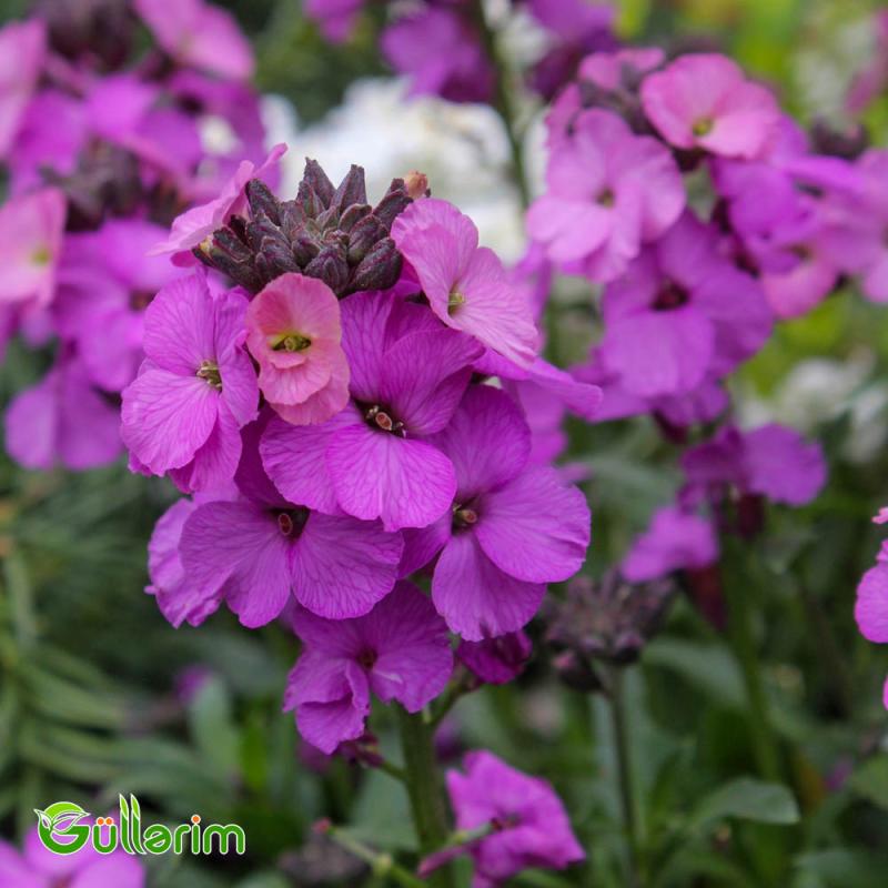 Lacfiol (Erysimum cheiri / Cheiranthus cheiri)