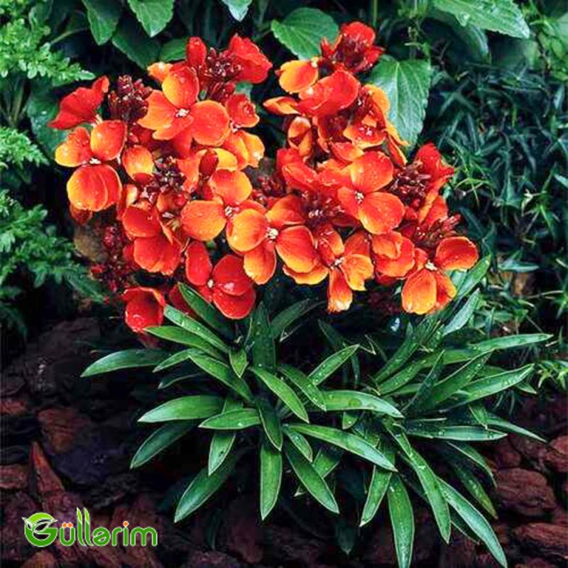 Lacfiol (Erysimum cheiri / Cheiranthus cheiri)