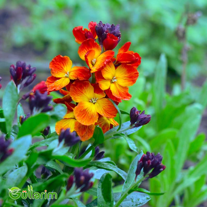 Lacfiol (Erysimum cheiri / Cheiranthus cheiri)
