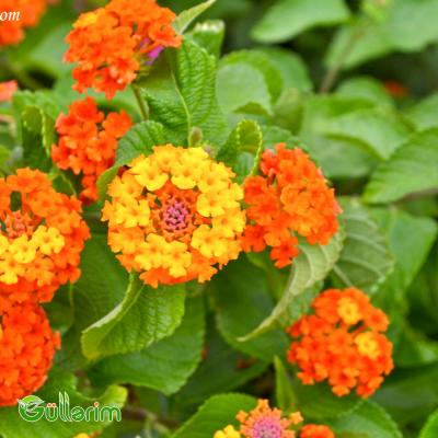 Lantana (Lantana camara)
