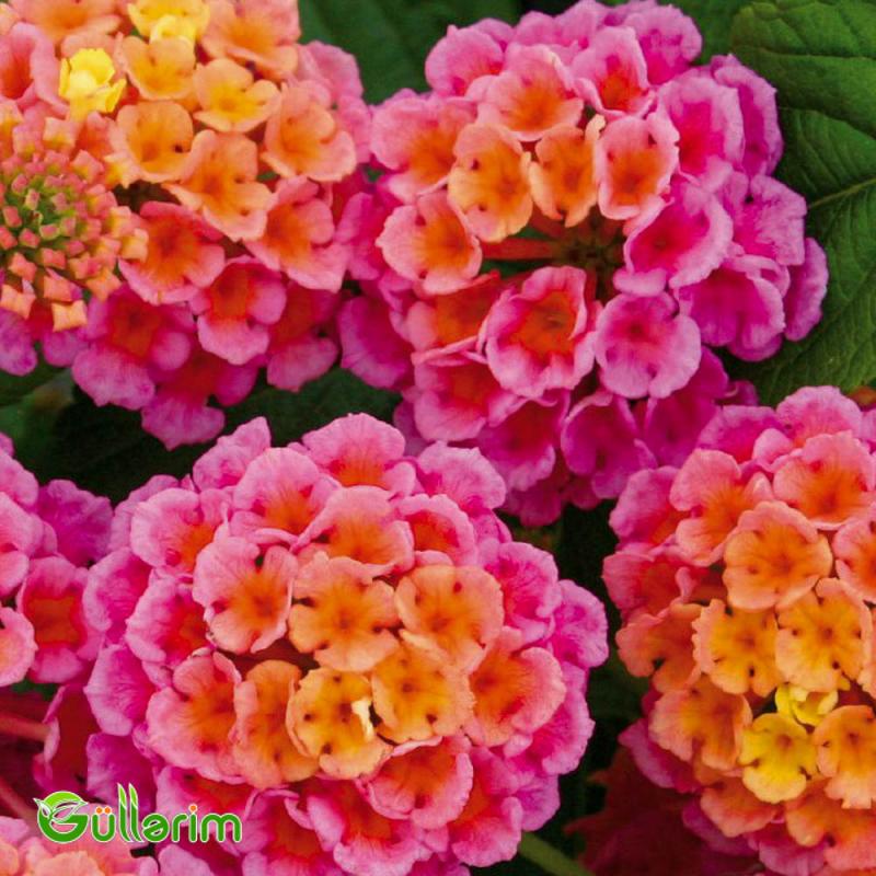 Lantana (Lantana camara)