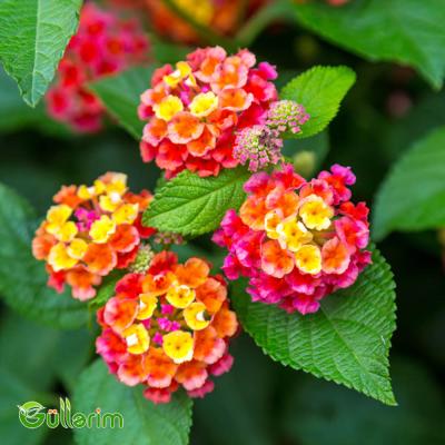 Lantana (Lantana camara)