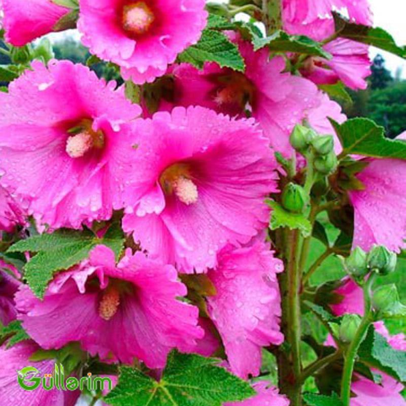 Malva (Alcea)