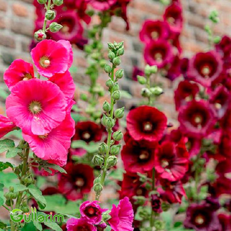 Malva (Alcea)