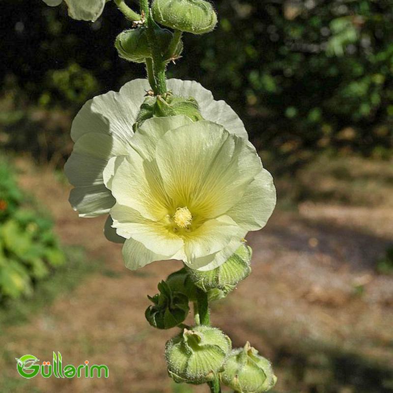 Malva (Alcea)