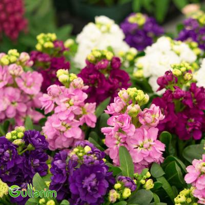 Matiuola (Matthiola)