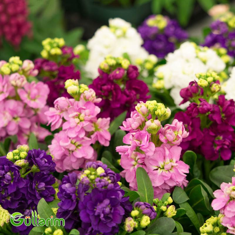 Matiuola (Matthiola)