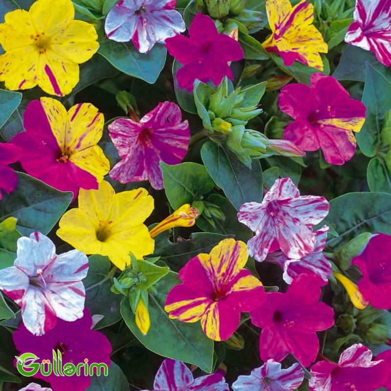 Mirabilis (Mirabilis jalapa)