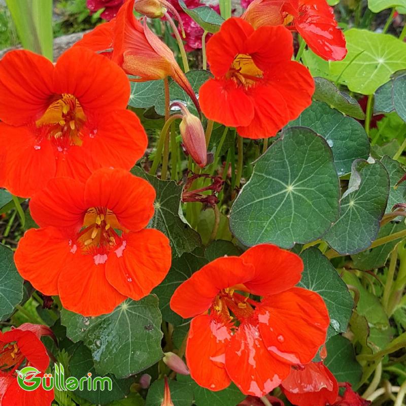 Nasturciya (Tropaeolum majus)