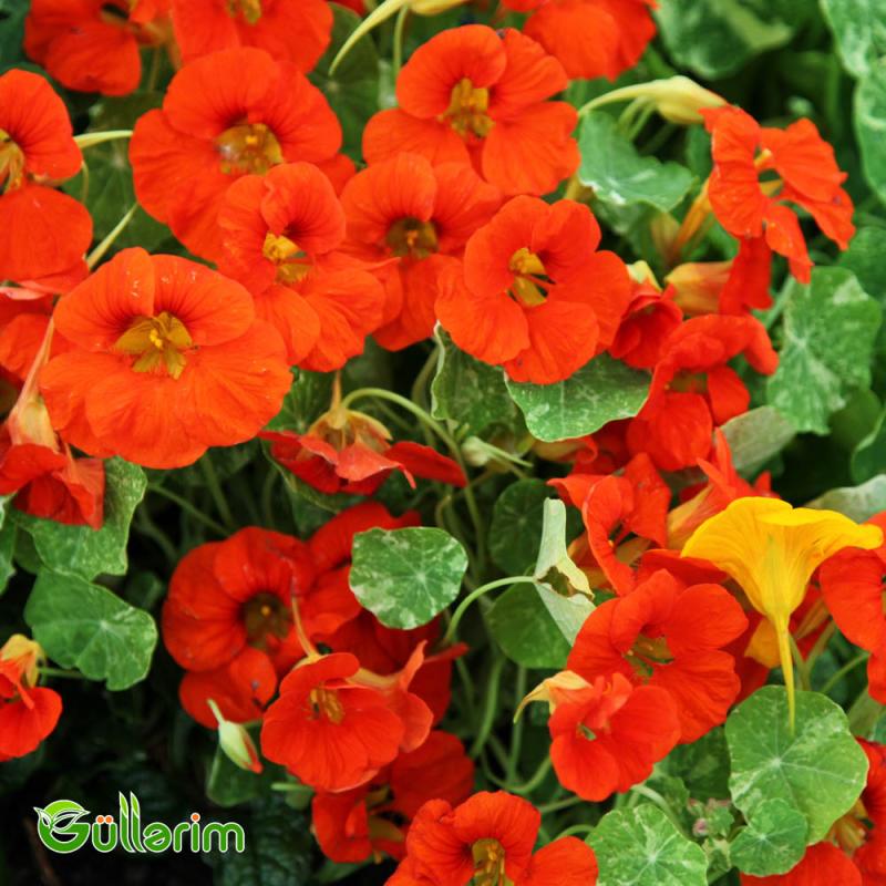 Nasturciya (Tropaeolum majus)