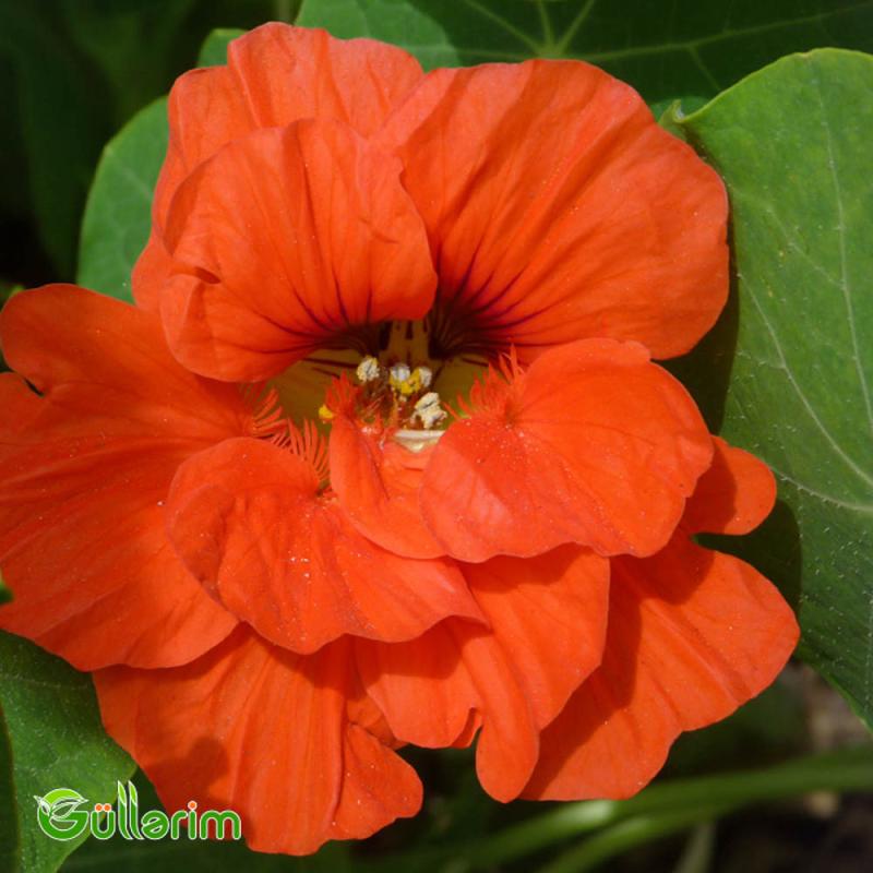 Nasturciya (Tropaeolum majus)