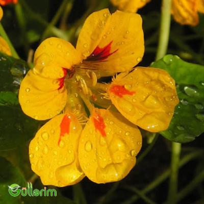 Nasturciya (Tropaeolum majus)