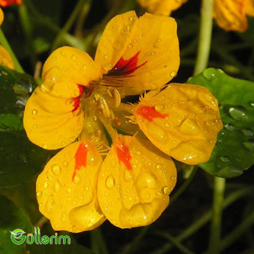 Nasturciya (Tropaeolum majus)