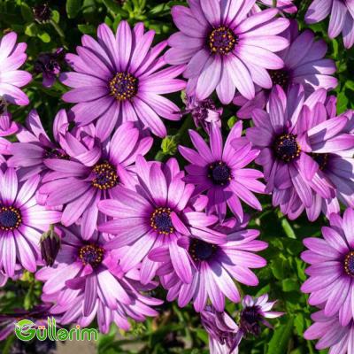 Osteospermum (Afrika papatyası)