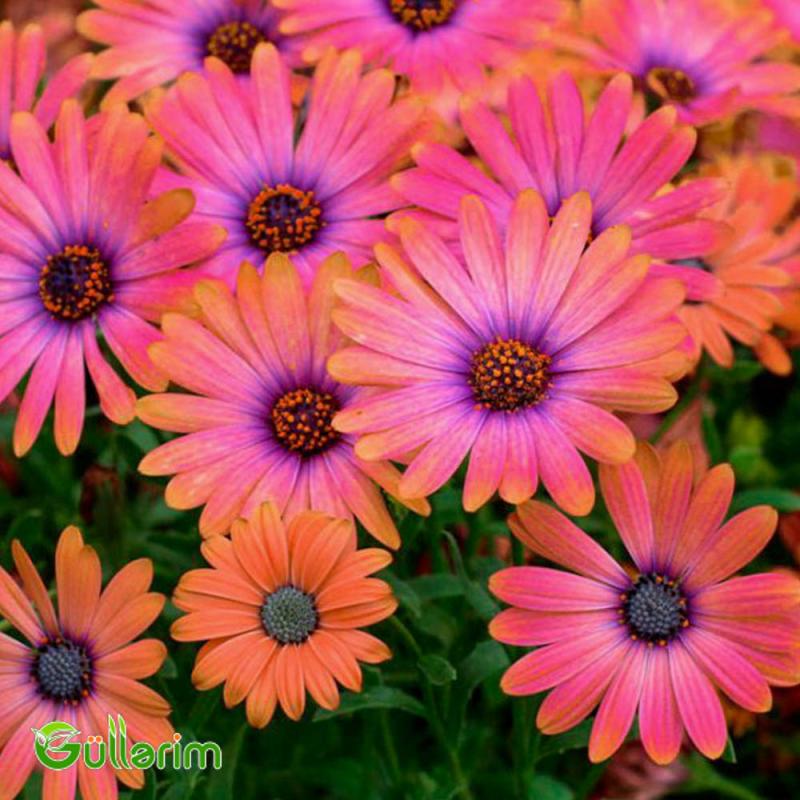 Osteospermum (Afrika papatyası)