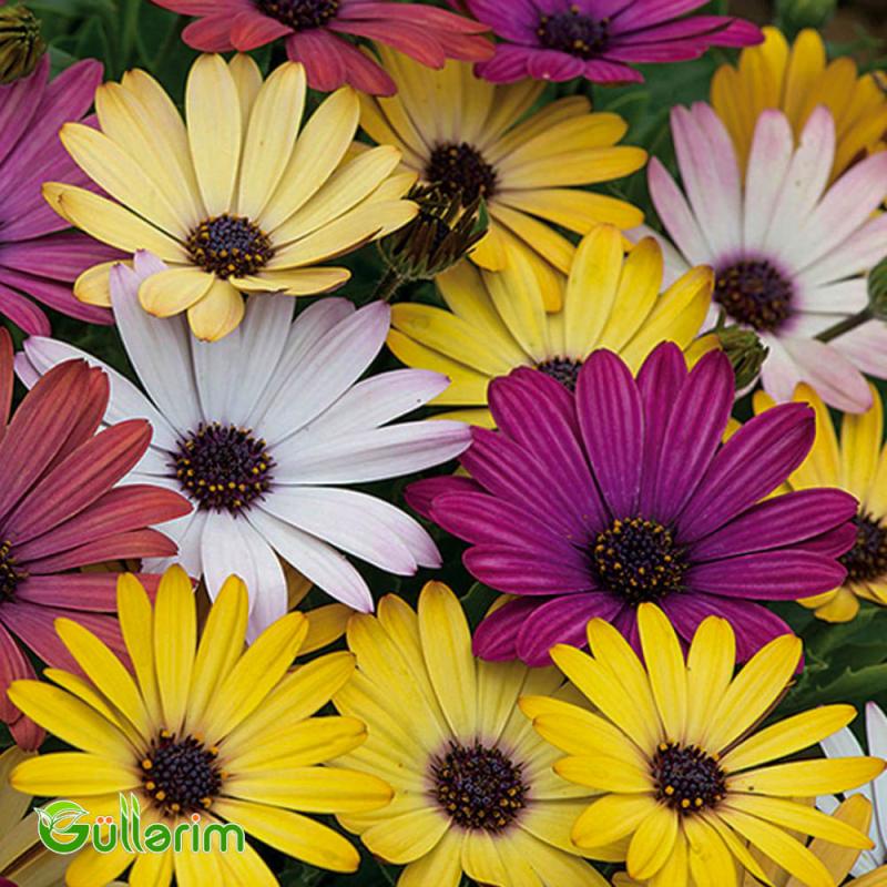 Osteospermum (Afrika papatyası)