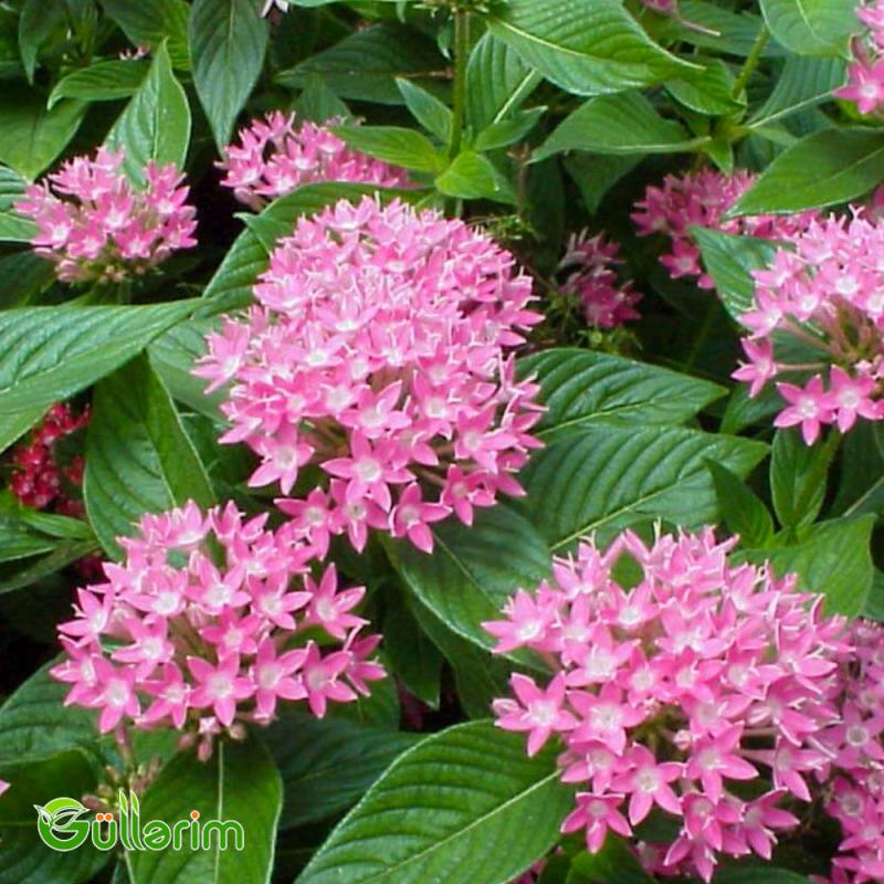 Pentas (Pentas lanceolata)