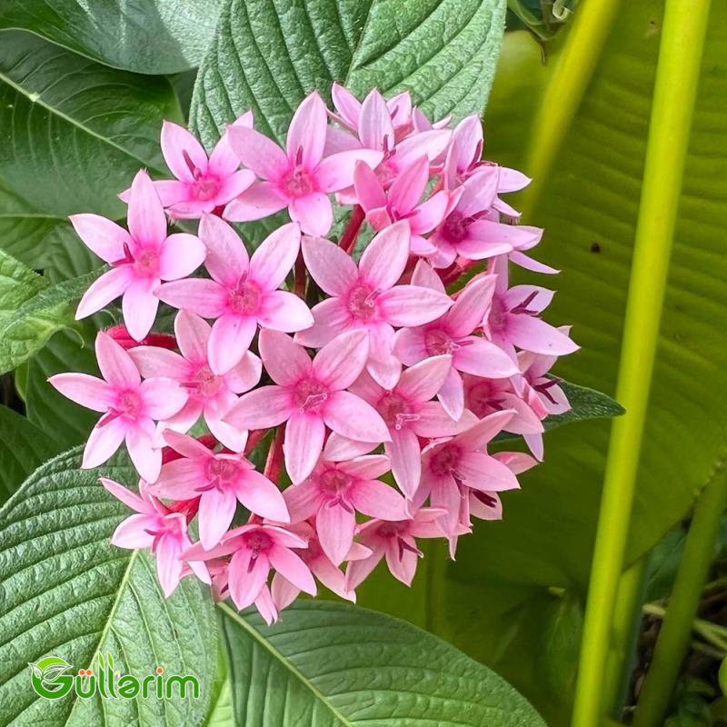Pentas (Pentas lanceolata)