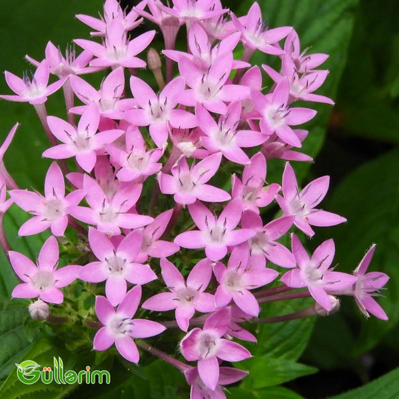 Pentas (Pentas lanceolata)