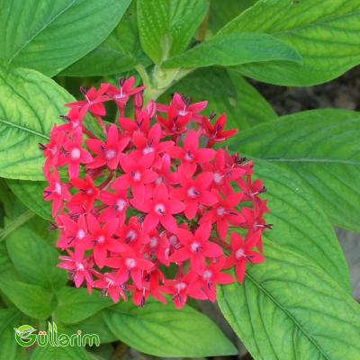 Pentas (Pentas lanceolata)