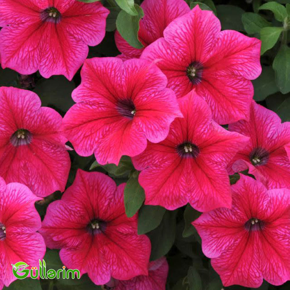Petunya (Petunia)