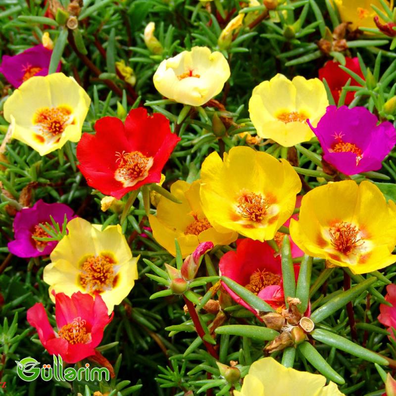 Portulak (Portulaca grandiflora)