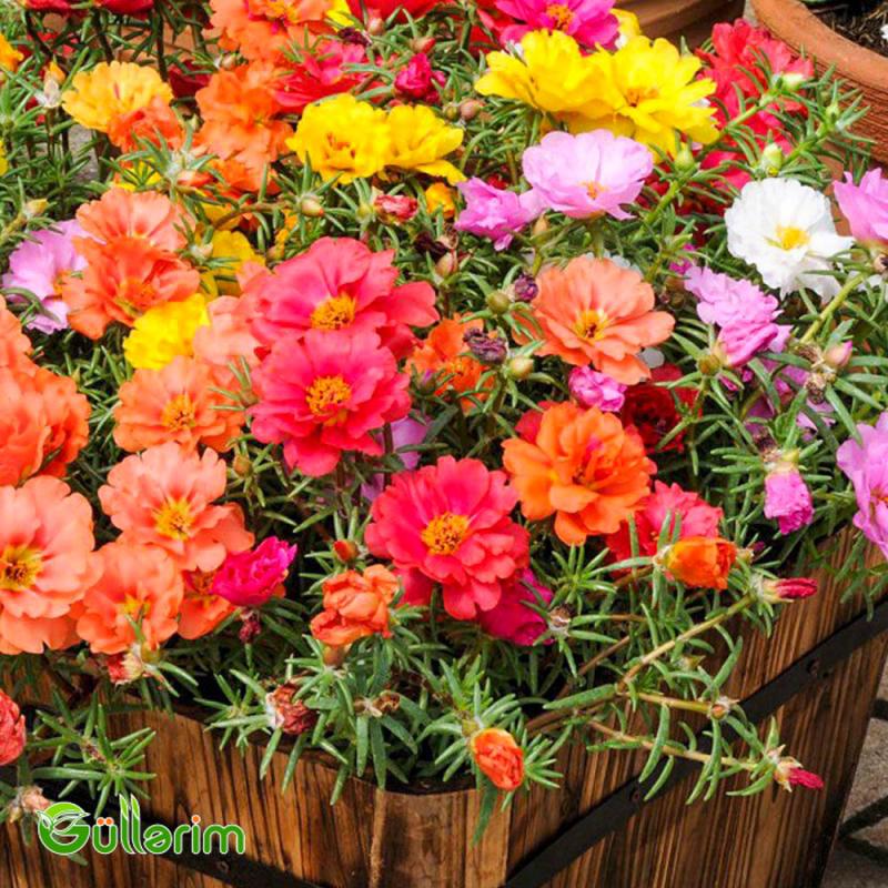 Portulak (Portulaca grandiflora)