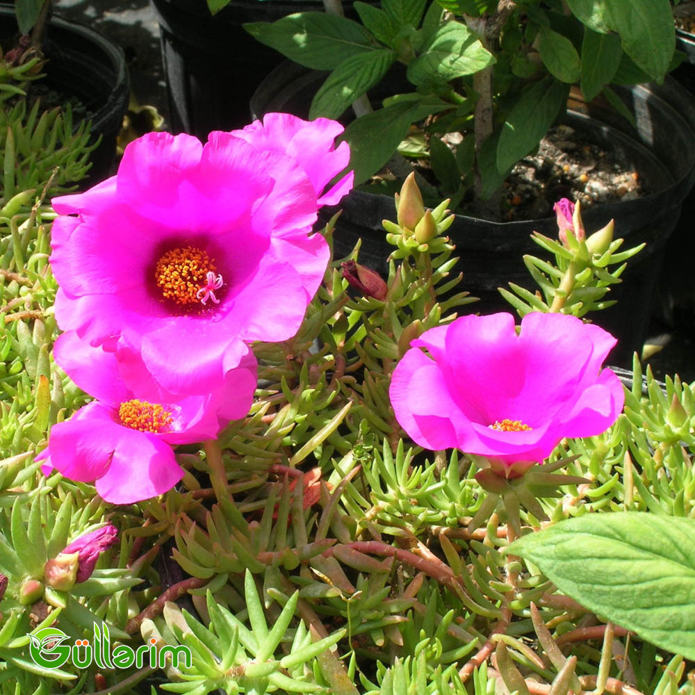 Portulak (Portulaca grandiflora)