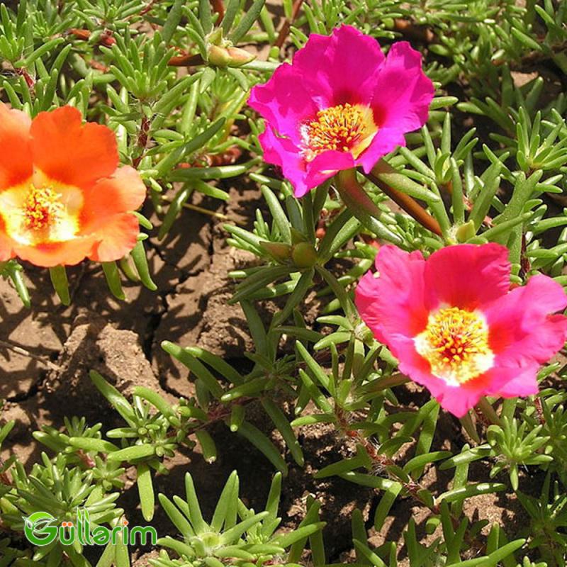 Portulak (Portulaca grandiflora)