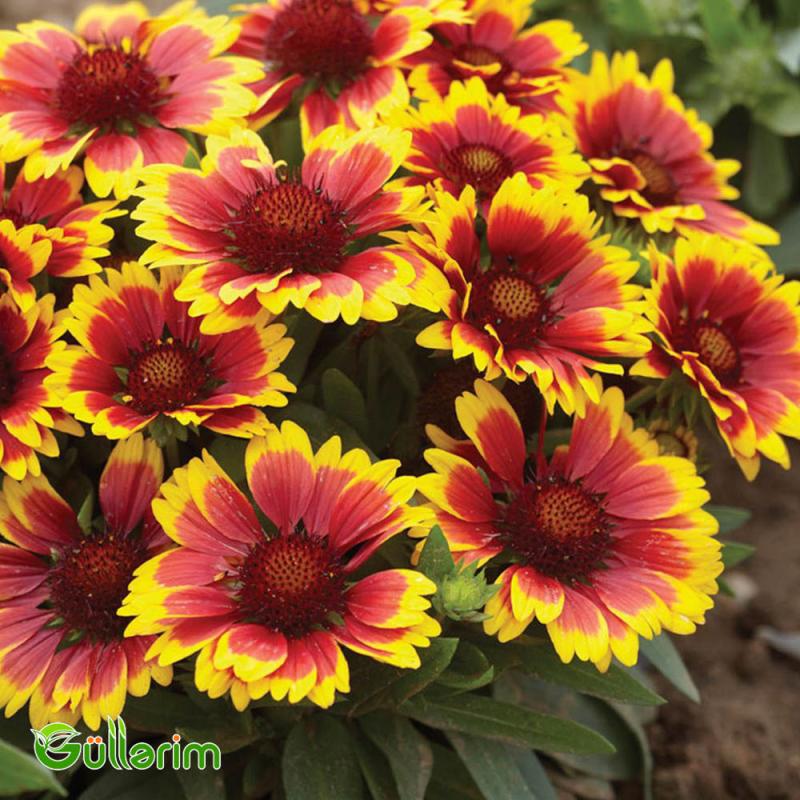 Qaylardiya - (Gaillardia)