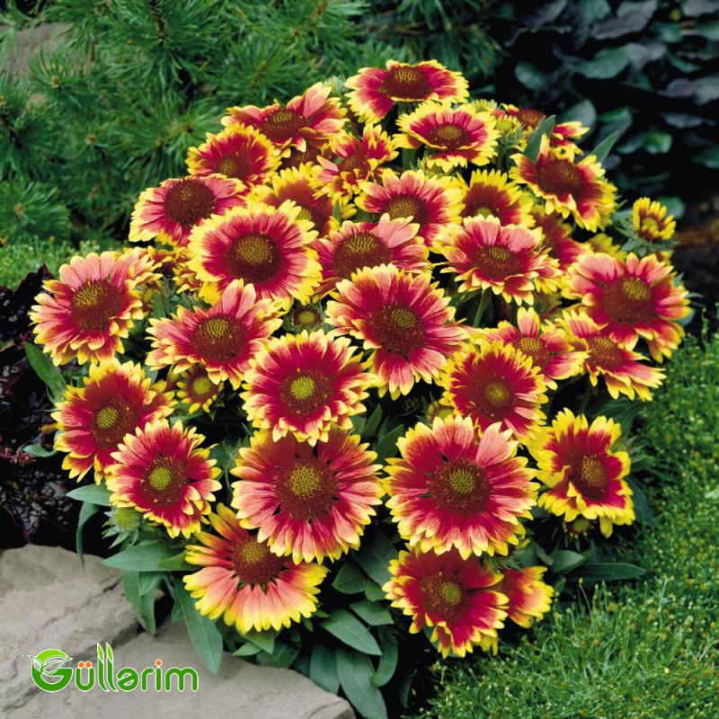 Qaylardiya - (Gaillardia)