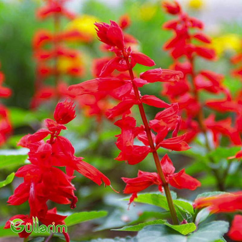 Salviya (Salvia splendens)