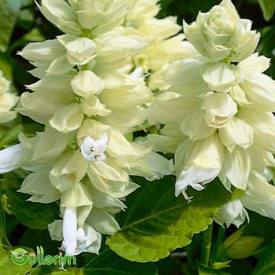 Salviya (Salvia splendens)