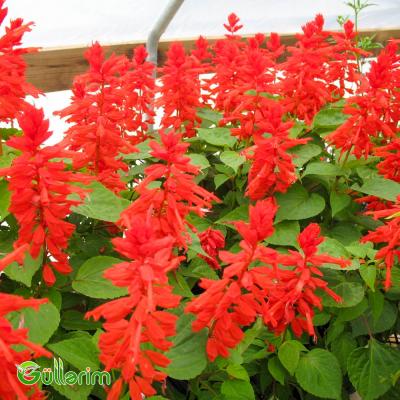 Salviya (Salvia splendens)
