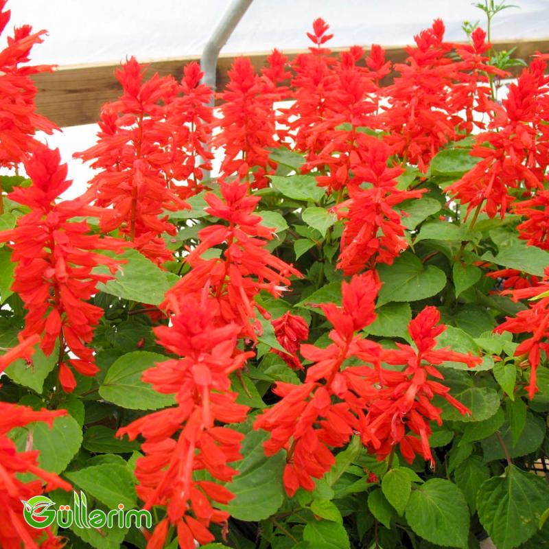 Salviya (Salvia splendens)