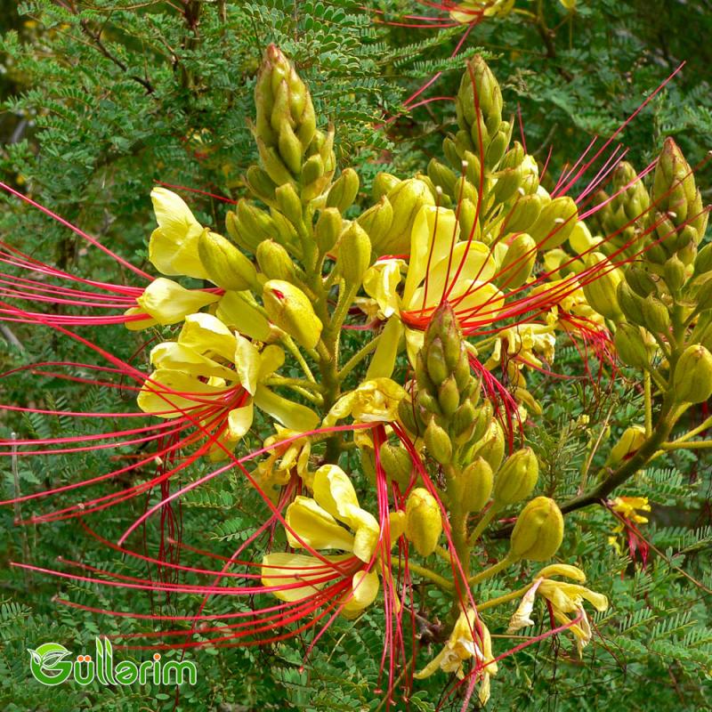Sezalpiniya Jilesi (Caesalpinia gilliesii)