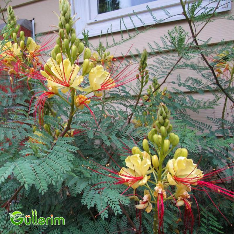 Sezalpiniya Jilesi (Caesalpinia gilliesii)