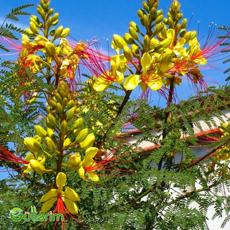 Sezalpiniya Jilesi (Caesalpinia gilliesii)