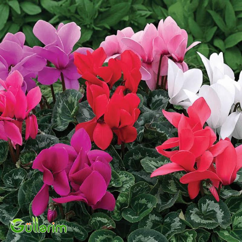 Siklamen (Cyclamen)