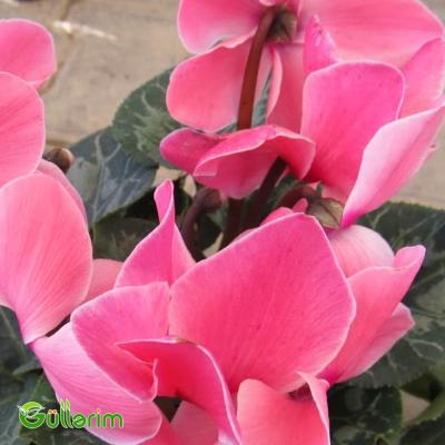 Siklamen (Cyclamen)