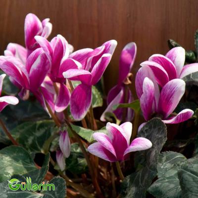 Siklamen (Cyclamen)