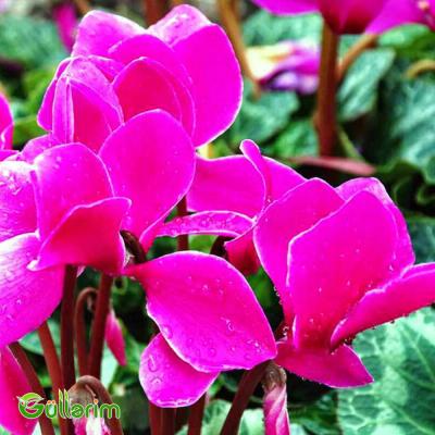 Siklamen (Cyclamen)