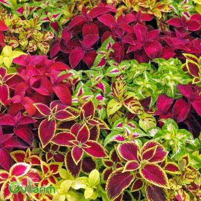 Kolеus (Coleus)