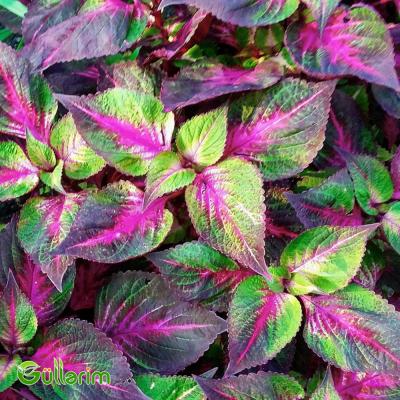Kolеus (Coleus)