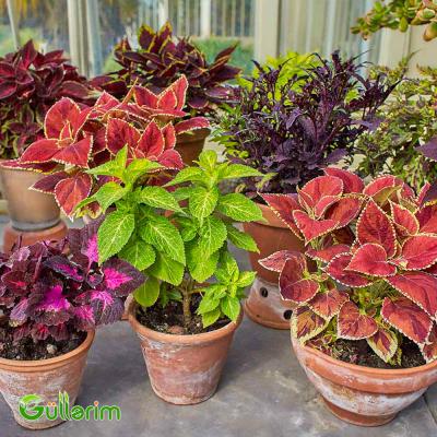 Kolеus (Coleus)