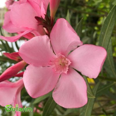 Oleandr (Nerium oleander)