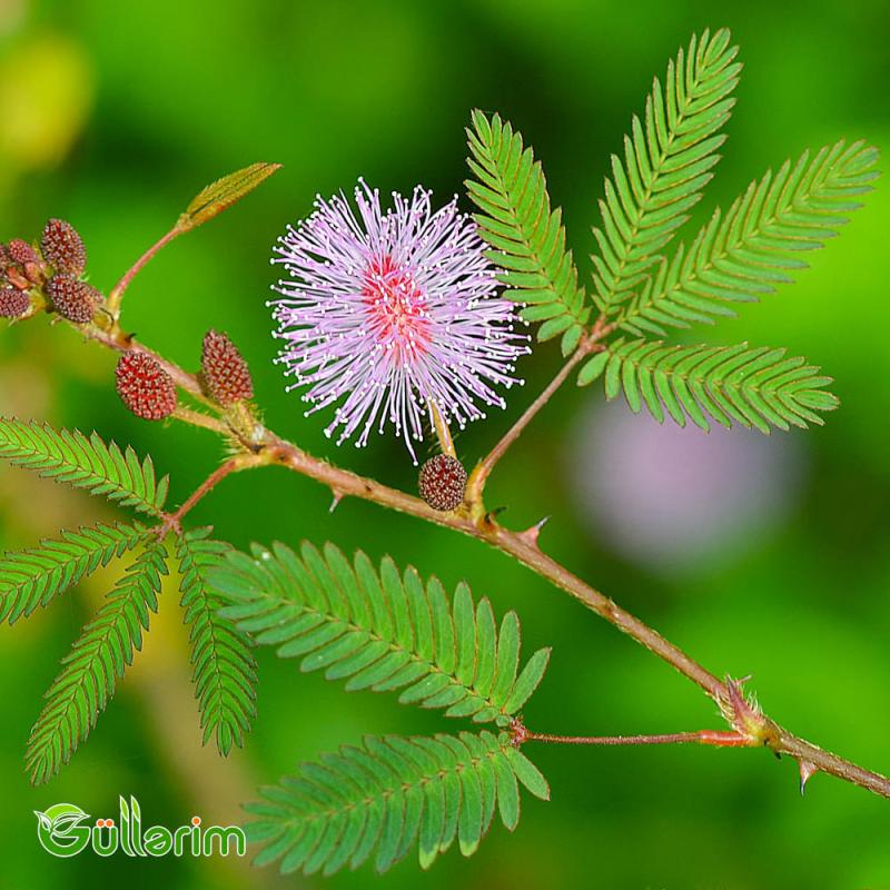Utancaq Mimoza – Küsən Gül (Mimosa pudica)