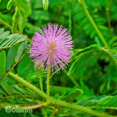 Utancaq Mimoza – Küsən Gül (Mimosa pudica)